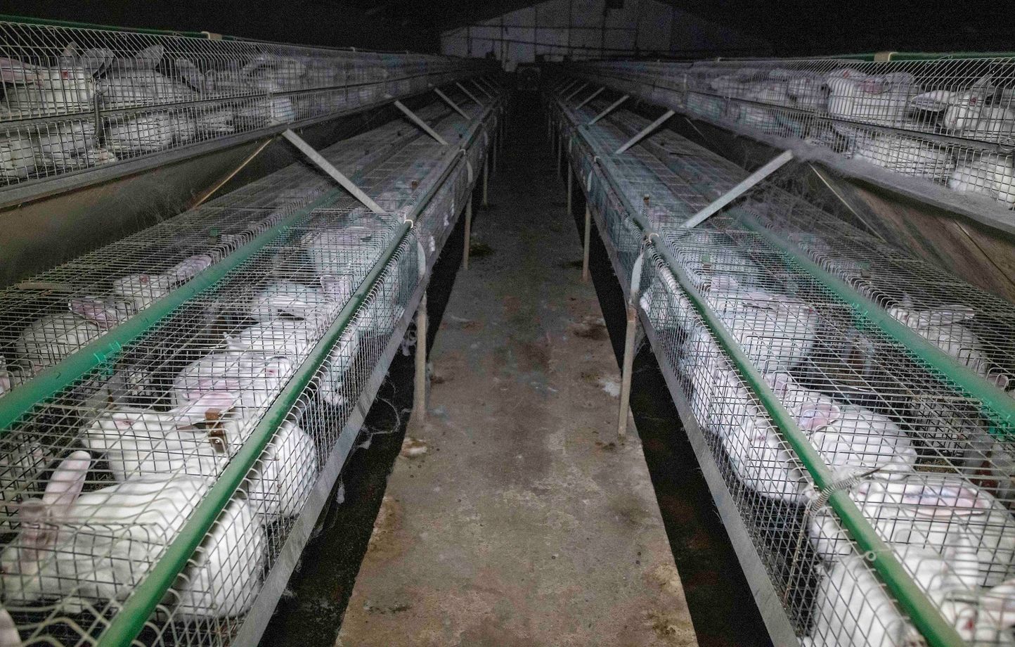 lapins dans des cages en élevage intensif